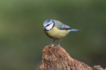 Blaumeise (Cyanistes caeruleu)