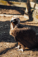 nature park, zoo, brown bird of prey