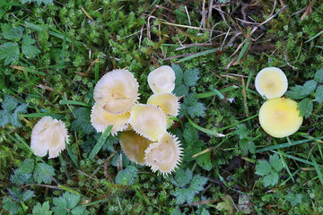 Hygrocybe ceracea, known as butter waxcap or wax cap, wild mushroom from Finland