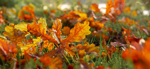 Dry fallen oak leaves on the ground on a sunny day