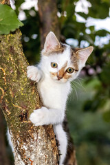 Naklejka na ściany i meble A small adorable kitten on a tree