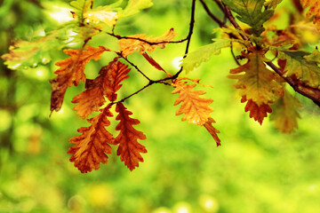 Oak branch with dry autumn leaves in warm colors
