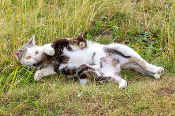 Naklejka na ściany i meble Mother cat feeds little kittens in the garden on the grass
