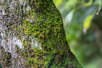樹木に生える苔