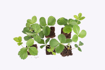 Strawberry plants with roots seen from above, ready to plant in the vegetable garden. Preparation of the vegetable garden in March. Isolated on white background.