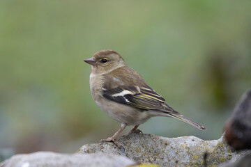 Buchfink (Fringilla coelebs)