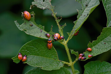 Group of potato bug larvae feeding on leaves of potato plants. Colorado potato beetle eats potato leaves. Pest invasion, parasite destroy potatoes plants, insects on eaten damaged leaves