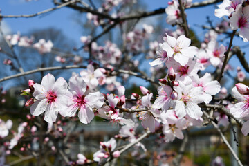 アーモンドの花