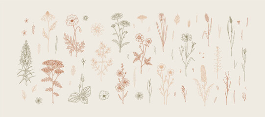 Meadow flowers. Set of hand drawn field wildflowers. Vector illustration in sketch style © Kseniia