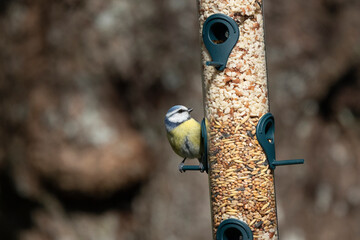 Blaumeise (Cyanistes caeruleu)