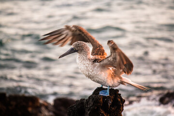 Blue-footed booby taking sun bath in the afternoon on rock. Galapagos Islands. 