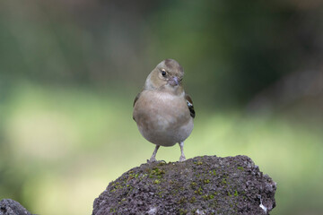 Buchfink (Fringilla coelebs)