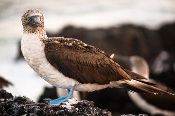 Blue-footed booby taking sun bath in the afternoon on rock. Galapagos Islands. 
