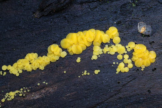 Bisporella citrina, commonly known as yellow fairy cups or lemon discos, wild fungus from Finland