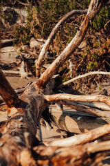 Nature scenery, trees fallen in the wind and storm on the beach and sea