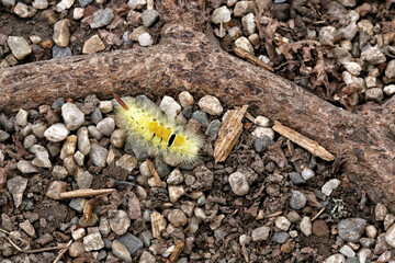 Big yellow hairy caterpillar in the gravel by the brown wooden root