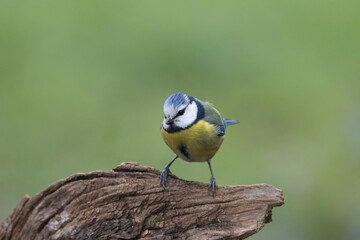 Blaumeise (Cyanistes caeruleu)  
