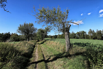 Old rural road with old tree on right side