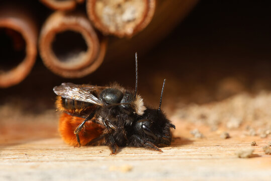 Paarung von zwei Wildbienen am Insektenhotel, Geh&ouml;rnte Mauerbiene, Rostrote Mauerbiene in Detail Aufnahme in der Natur