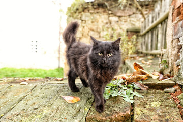 Very hairy black cat standing on the brick wall