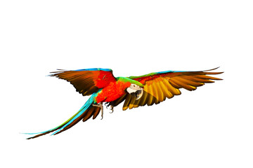 Plakat Colorful macaw parrot flying isolated on transparent background png file