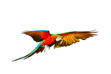 Türaufkleber Colorful macaw parrot flying isolated on transparent background png file © Passakorn