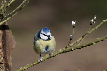 Obraz premium Blaumeise&nbsp;(Cyanistes caeruleu)