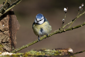 Blaumeise (Cyanistes caeruleu)