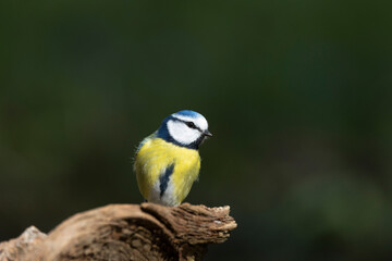 Blaumeise (Cyanistes caeruleu)