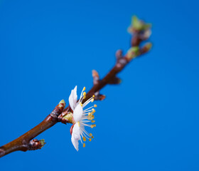 First spring blossom over blue