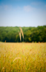 Wheat ear over rural landscape