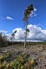 Single tall spruce on clearing in the summer
