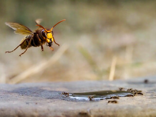 Hornisse (Vespa crabro) und Ameisen