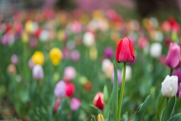 春の雨、朝露、夜露に濡れ水滴のついた花　チューリップの花びら　花のエキス、香り、成分、化粧、美容のイメージ
