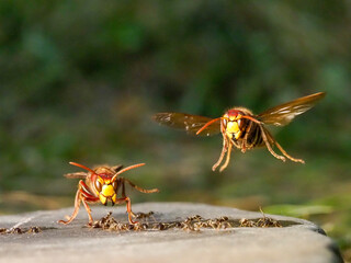 Hornisse (Vespa crabro) und Ameisen