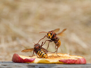 Hornisse (Vespa crabro) und Ameisen