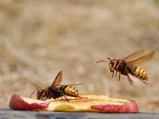 Hornisse (Vespa crabro) und Ameisen