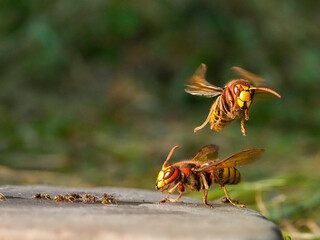 Hornisse (Vespa crabro) und Ameisen