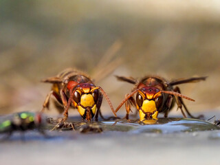 Hornisse (Vespa crabro) und Ameisen