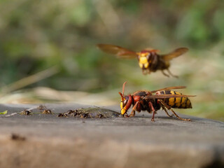 Hornisse (Vespa crabro) und Ameisen