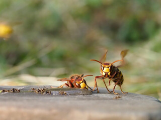 Hornisse (Vespa crabro) und Ameisen