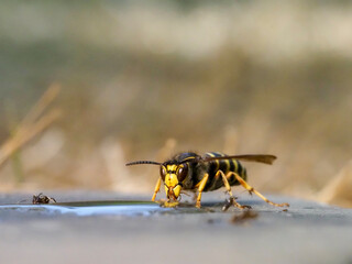 Hornisse (Vespa crabro) und Ameisen