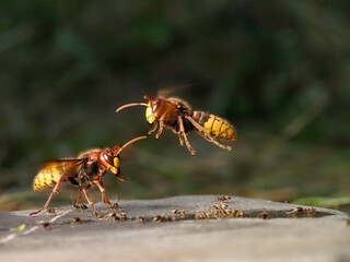 Hornisse (Vespa crabro) und Ameisen