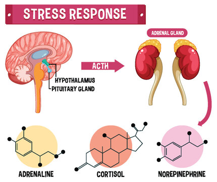 Stress response system scheme