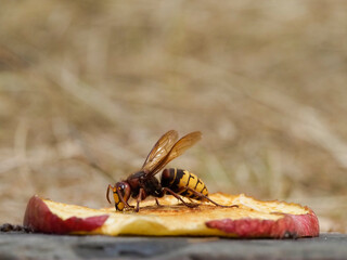 Hornisse (Vespa crabro) 