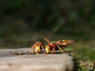 Hornisse (Vespa crabro) und Ameisen