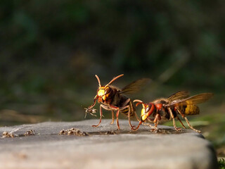 Hornisse (Vespa crabro) und Ameisen