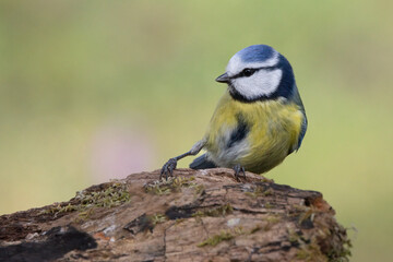 Naklejka premium Blaumeise&nbsp;(Cyanistes caeruleu)
