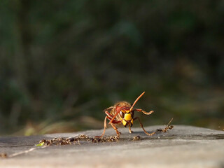 Hornisse (Vespa crabro) und Ameisen