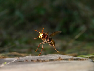 Hornisse (Vespa crabro) und Ameisen